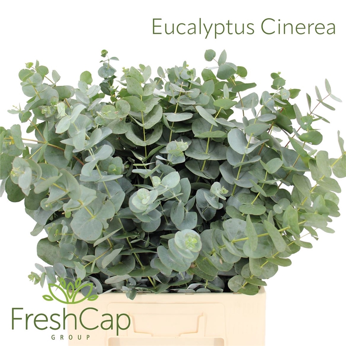 <h4>Eucalyptus Cinerea</h4>