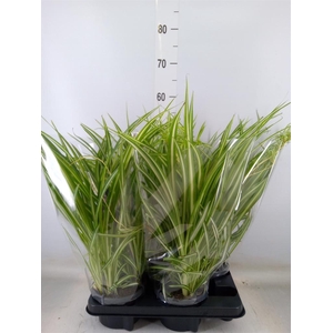 Chlorophytum com. 'Variegatum'