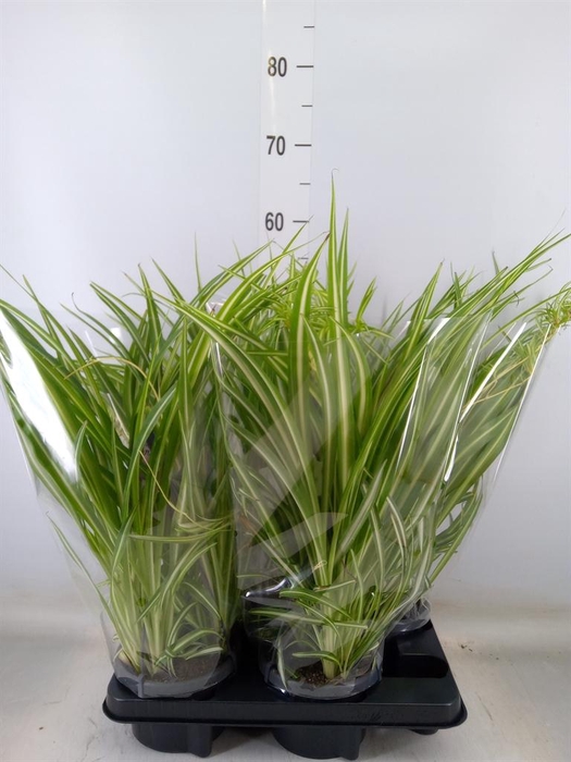 Chlorophytum com. 'Variegatum'