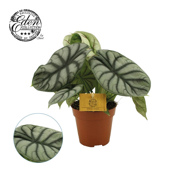 <h4>Alocasia Silver Dragon 12cm</h4>