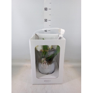 Phalaenopsis   ...white