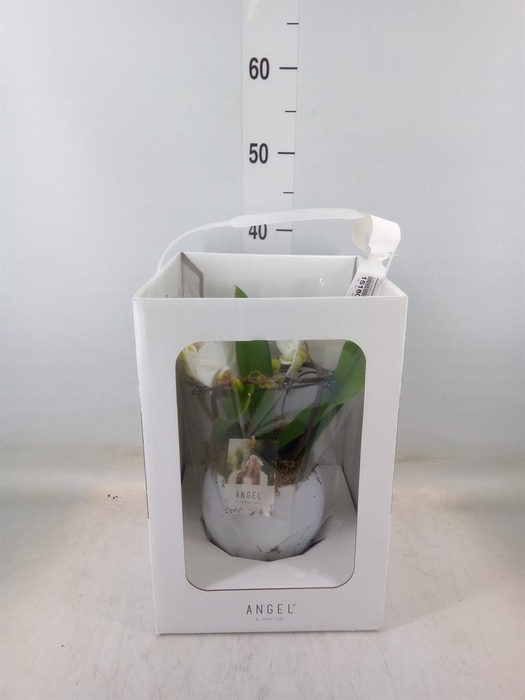 <h4>Phalaenopsis ...white</h4>