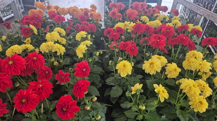 <h4>DAHLIA ROYAL GEM</h4>