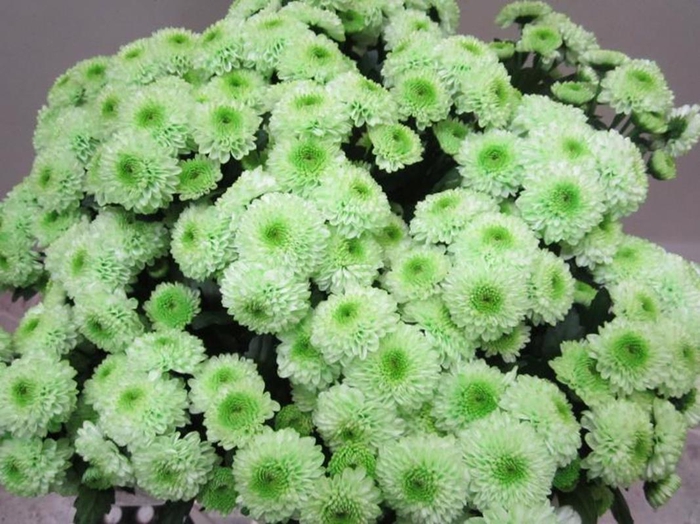 <h4>Chr San Ferry Sweet Groen</h4>