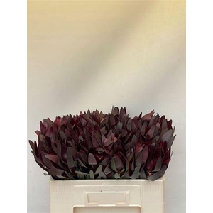 Leucad Safari Sunset