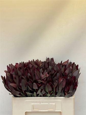 <h4>Leucad Safari Sunset</h4>