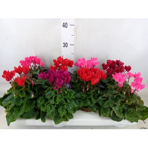 Cyclamen KL   ...patio