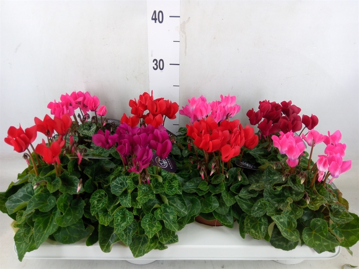 <h4>Cyclamen KL   ...patio</h4>