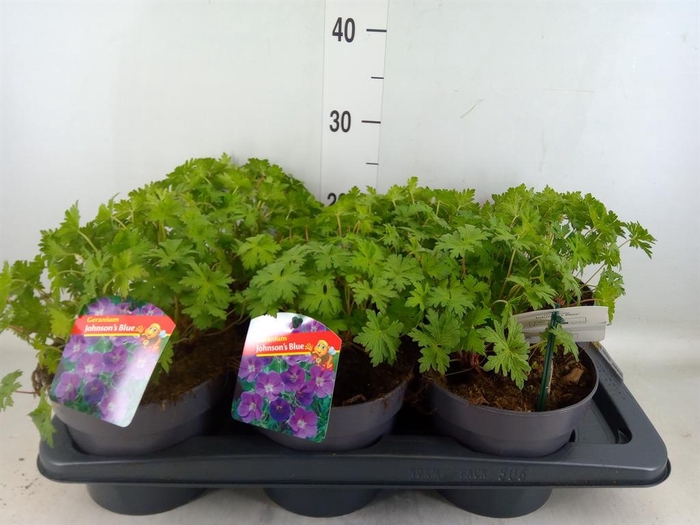 <h4>Geranium  'Johnson Blue'</h4>