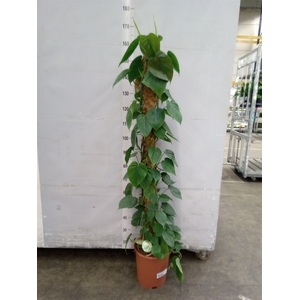 Philodendron scand.