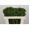 Kaaps Groen Albigreen