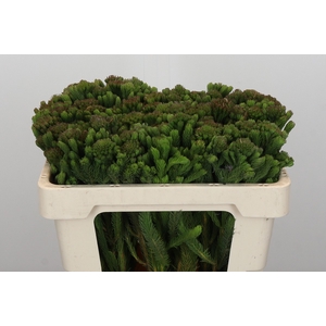 Kaaps Groen Albigreen
