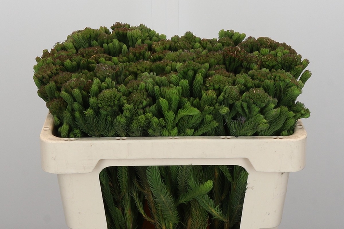 <h4>Kaaps Groen Albigreen</h4>