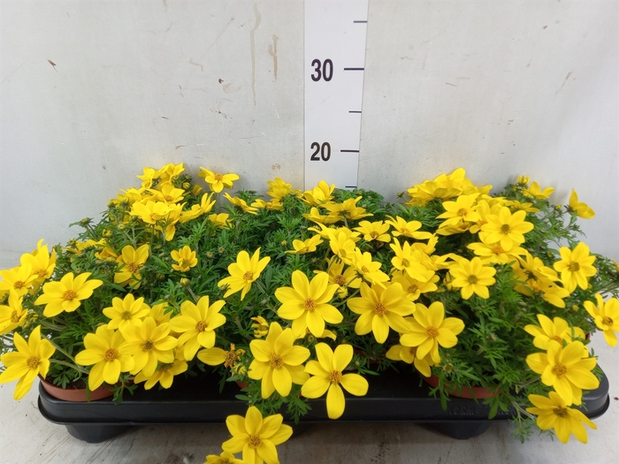 <h4>Bidens   ...</h4>