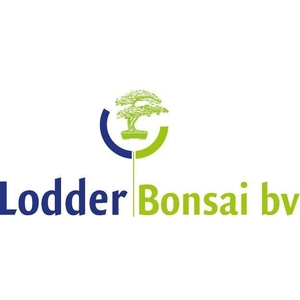 Bonsai mix outdoor, 20cm., broom, with drip tray - Partly without leaves during winter