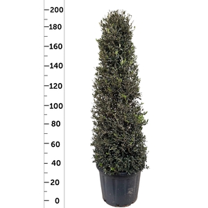 OLEA EUROPAEA