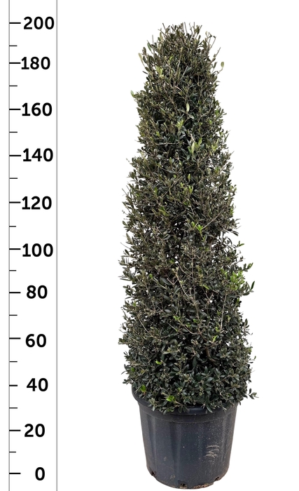 <h4>OLEA EUROPAEA</h4>
