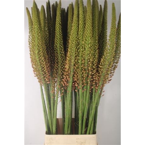 Eremurus Orange Cleopatra