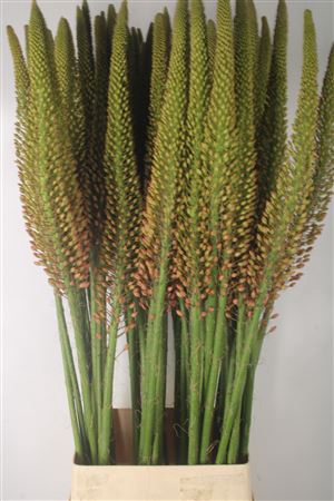 Eremurus Orange Cleopatra