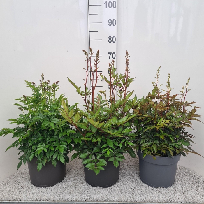 <h4>Astilbe gemengd P26</h4>