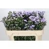 Aster Astee Milka