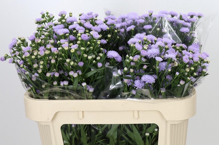 <h4>Aster Astee Milka</h4>