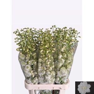 <h4>DELPH DU CENTU WHITE</h4>