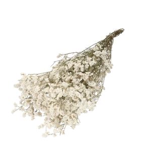 Dried flowers Limonium Diamond 70cm