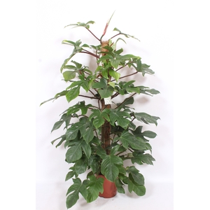 Philodendron squamiferum