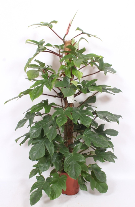 <h4>Philodendron squamiferum</h4>