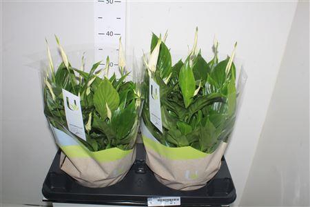 <h4>Spath Bellini 15+</h4>