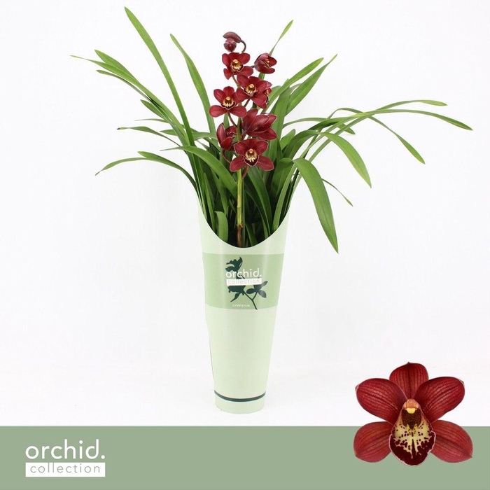 <h4>Cymbidium, Red Beauty Roy 1-spike P14 'Orchid Collection' Potcover</h4>