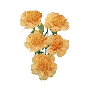 CRAVO SPRAY HAMADA 060 CM