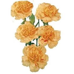 <h4>CRAVO SPRAY HAMADA 070 CM</h4>