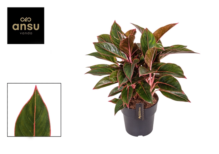 <h4>Aglaonema  'Jungle Red'</h4>