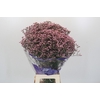 Limonium sinuatum Pink Diamond