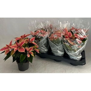 EUPHOR P CHR B MARBL