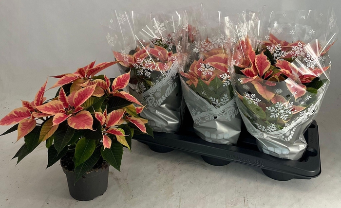 <h4>EUPHOR P CHR B MARBL</h4>