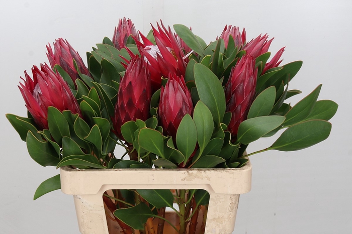 <h4>Protea Cynaroides Madiba</h4>