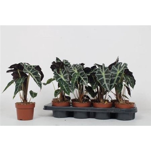 Alocasia x amazonica