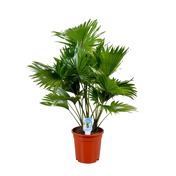 <h4>Livistona rotundifolia 17 cm lucht zuiverend</h4>