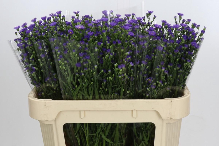 <h4>Aster Casamare</h4>