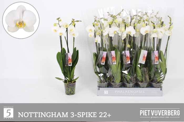 <h4>PHAL AN NOTTINGHAM</h4>