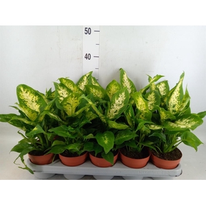 Dieffenbachia  'Compacta'