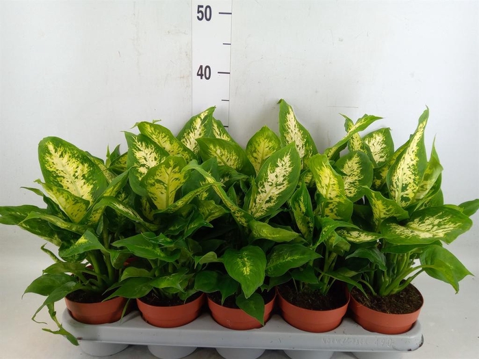 <h4>Dieffenbachia  'Compacta'</h4>