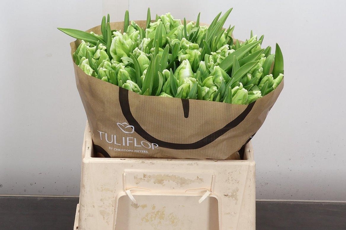 <h4>Tu Pa Super Parrot</h4>