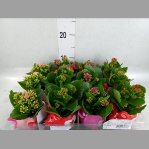 Kalanchoe   ...