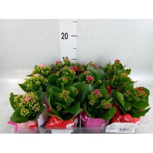 Kalanchoe   ...