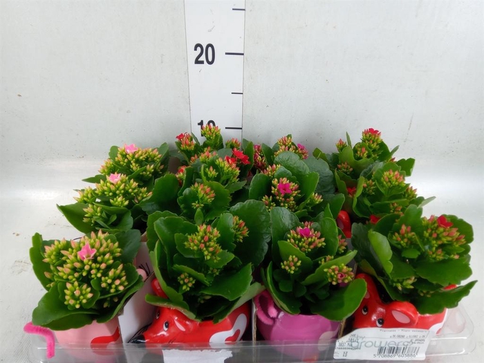 <h4>Kalanchoe   ...</h4>