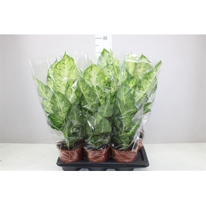 Dieffenbachia Mars